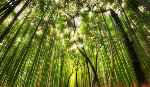 Japanese Forest